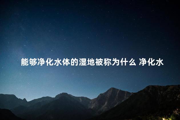 能够净化水体的湿地被称为什么 净化水体是直接价值还是间接价值